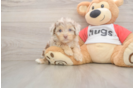 Mini Aussiedoodle Pup Being Cute