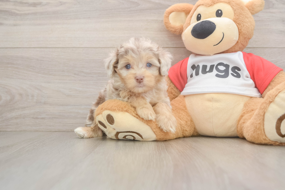 Mini Aussiedoodle Pup Being Cute