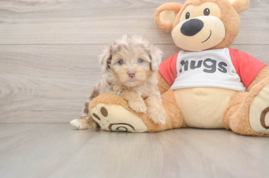 Mini Aussiedoodle Pup Being Cute