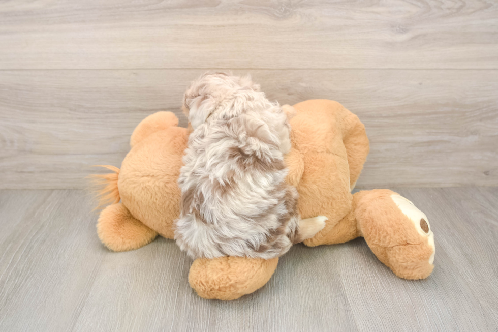 Mini Aussiedoodle Pup Being Cute