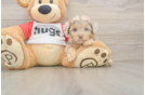 Best Mini Aussiedoodle Baby