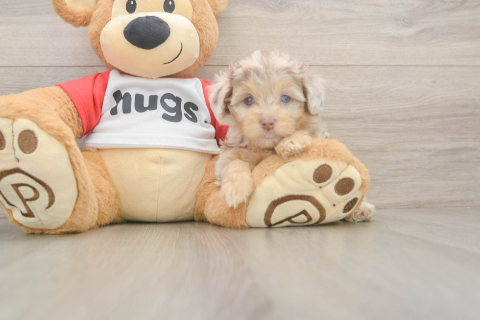 Best Mini Aussiedoodle Baby