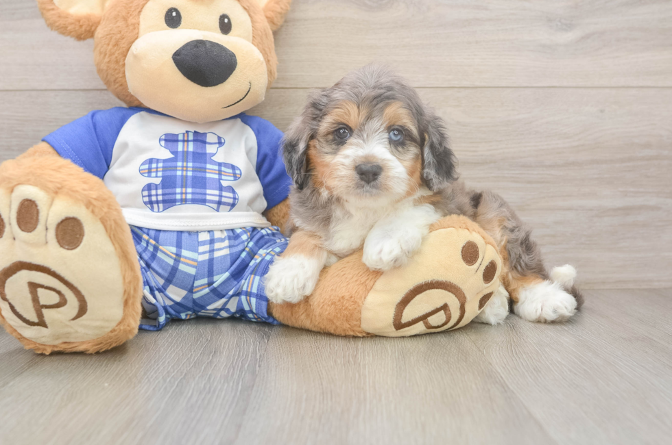 6 week old Mini Aussiedoodle Puppy For Sale - Seaside Pups