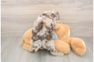 Mini Aussiedoodle Puppy for Adoption