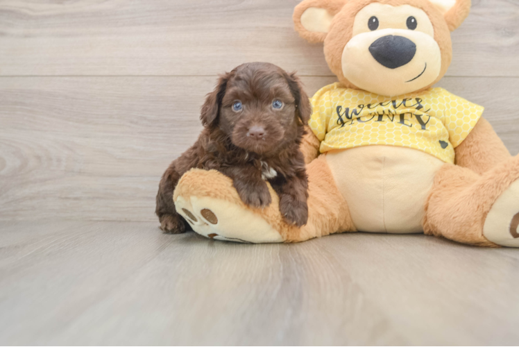 Funny Mini Aussiedoodle Poodle Mix Pup