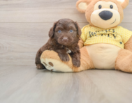 5 week old Mini Aussiedoodle Puppy For Sale - Seaside Pups