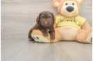 Funny Mini Aussiedoodle Poodle Mix Pup