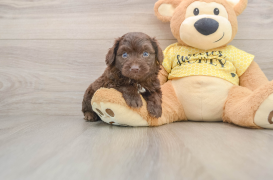 Funny Mini Aussiedoodle Poodle Mix Pup