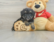 7 week old Mini Aussiedoodle Puppy For Sale - Seaside Pups