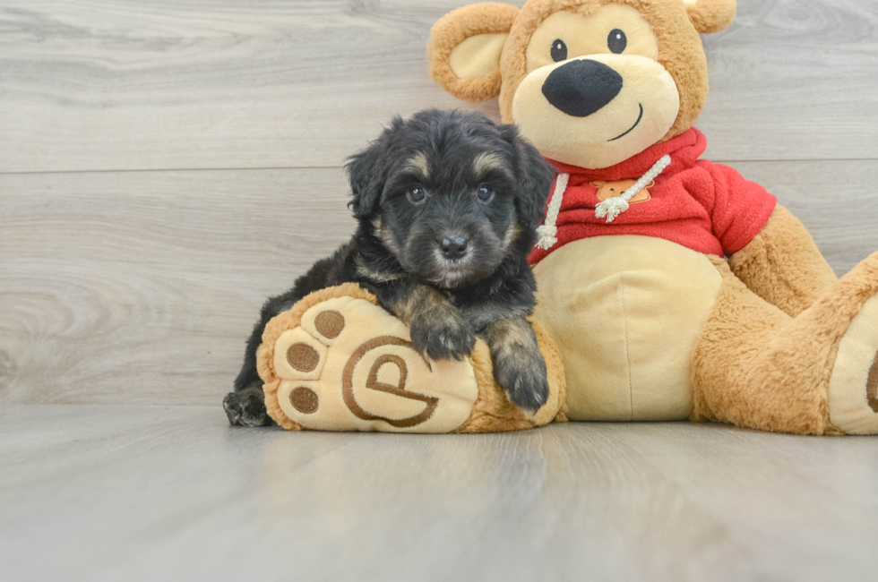 6 week old Mini Aussiedoodle Puppy For Sale - Seaside Pups