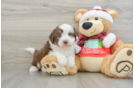 Mini Aussiedoodle Puppy for Adoption