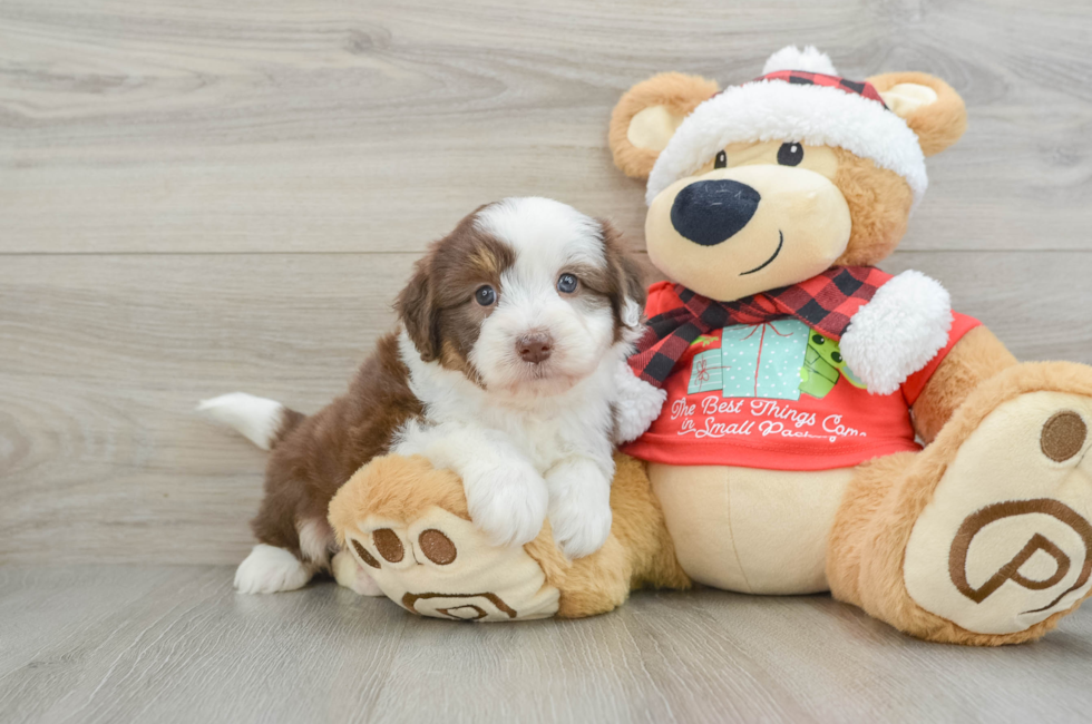 6 week old Mini Aussiedoodle Puppy For Sale - Seaside Pups