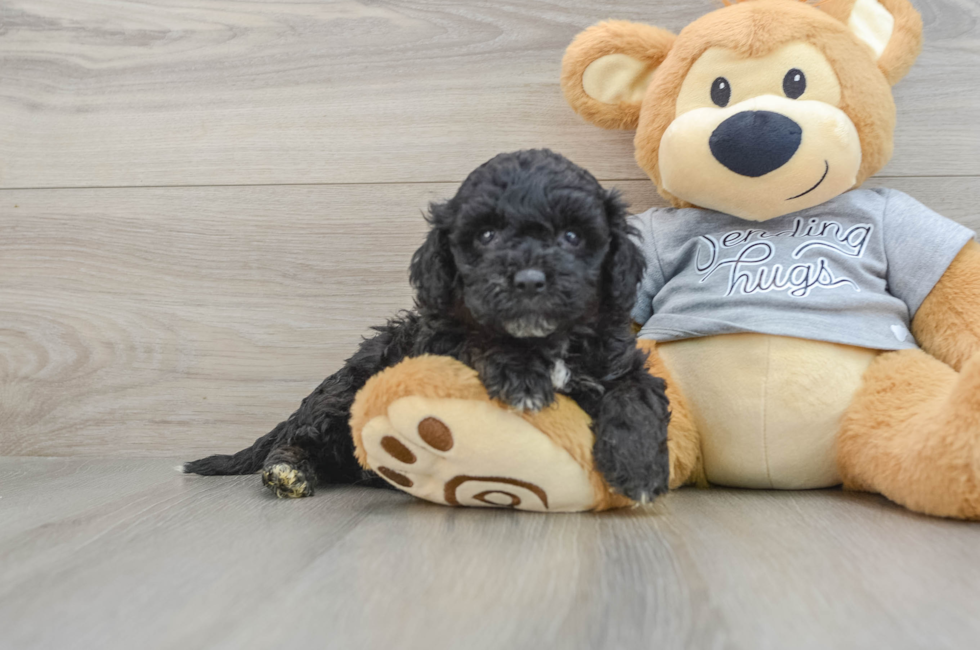 4 week old Mini Aussiedoodle Puppy For Sale - Seaside Pups