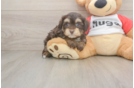 Best Mini Aussiedoodle Baby