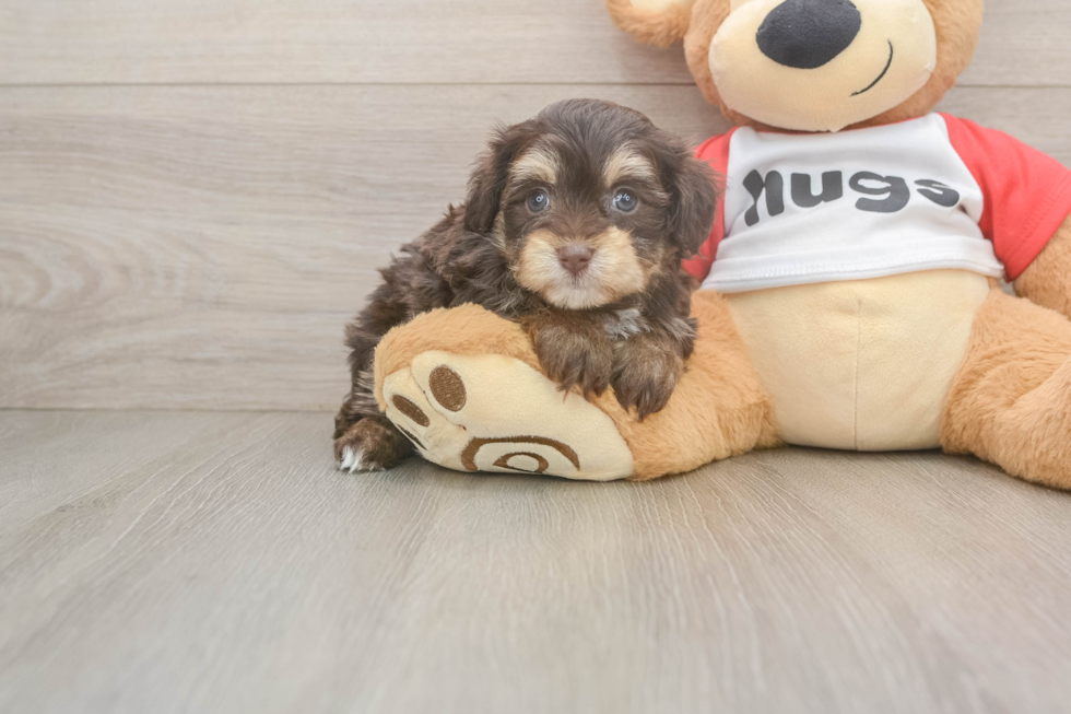 Best Mini Aussiedoodle Baby