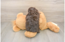 Popular Mini Aussiedoodle Poodle Mix Pup