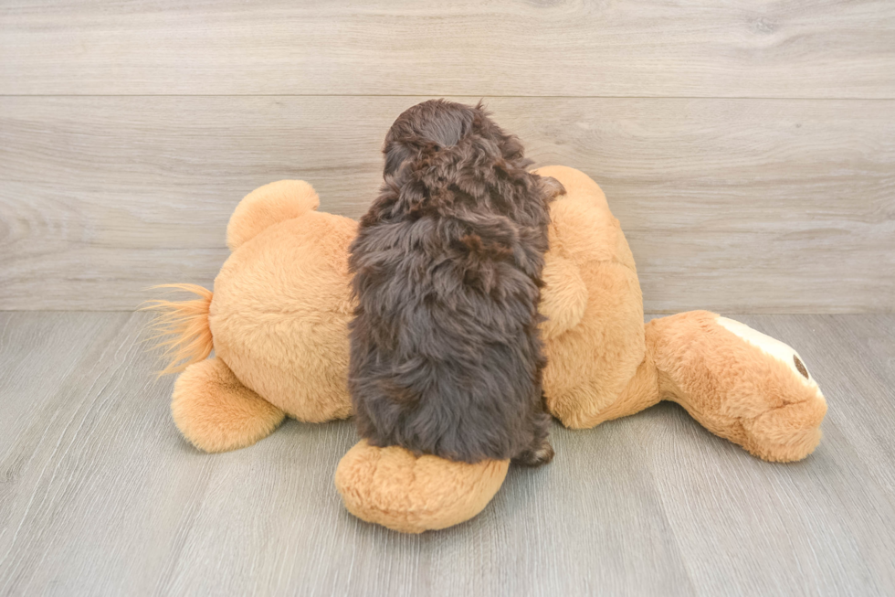Popular Mini Aussiedoodle Poodle Mix Pup