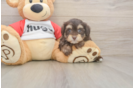 Best Mini Aussiedoodle Baby