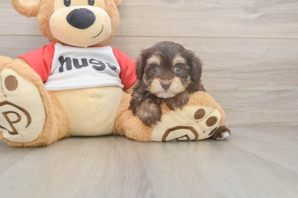 5 week old Mini Aussiedoodle Puppy For Sale - Seaside Pups