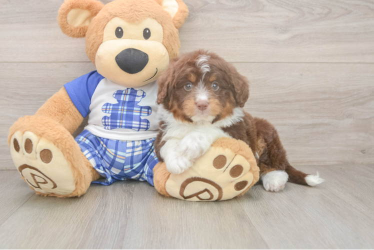 Friendly Mini Aussiedoodle Baby