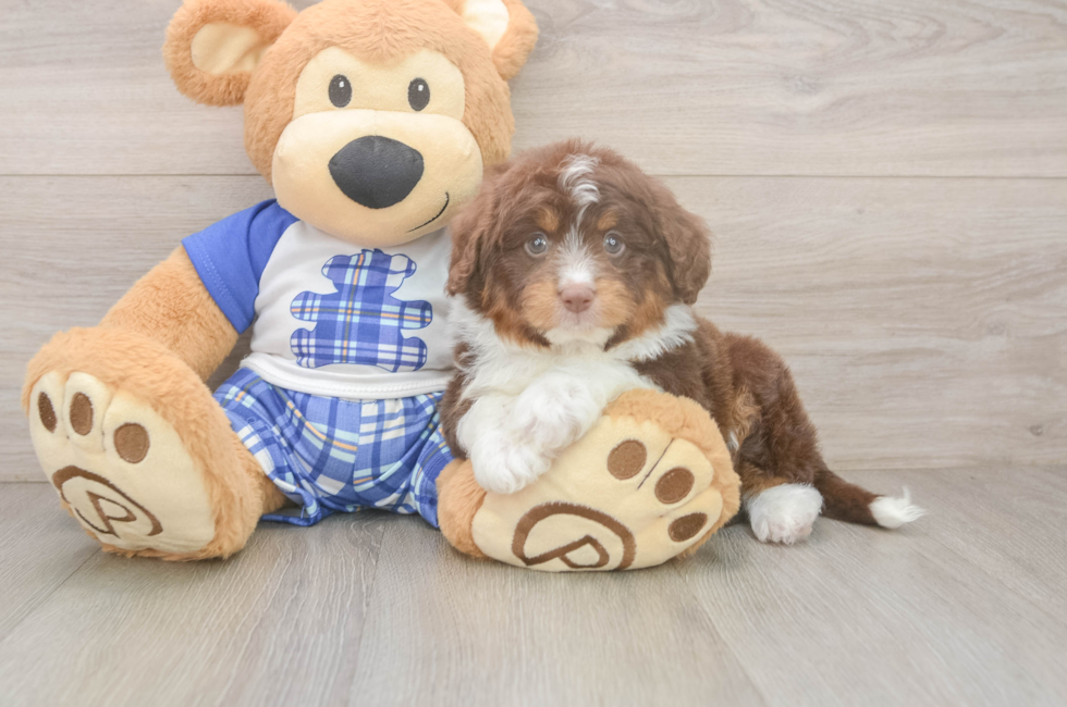 6 week old Mini Aussiedoodle Puppy For Sale - Seaside Pups
