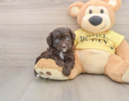 6 week old Mini Aussiedoodle Puppy For Sale - Seaside Pups
