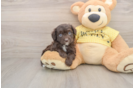 Cute Mini Aussiedoodle Baby