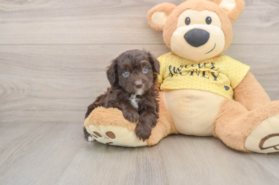 Cute Mini Aussiedoodle Baby