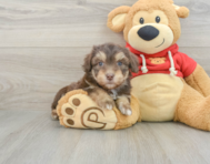 7 week old Mini Aussiedoodle Puppy For Sale - Seaside Pups