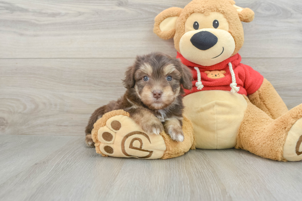 Popular Mini Aussiedoodle Poodle Mix Pup