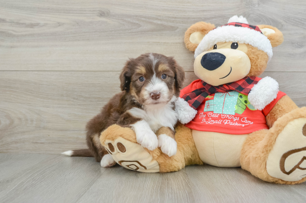 6 week old Mini Aussiedoodle Puppy For Sale - Seaside Pups