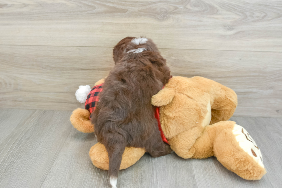 Petite Mini Aussiedoodle Poodle Mix Pup