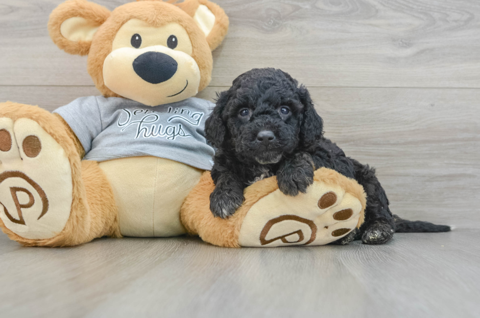 4 week old Mini Aussiedoodle Puppy For Sale - Seaside Pups