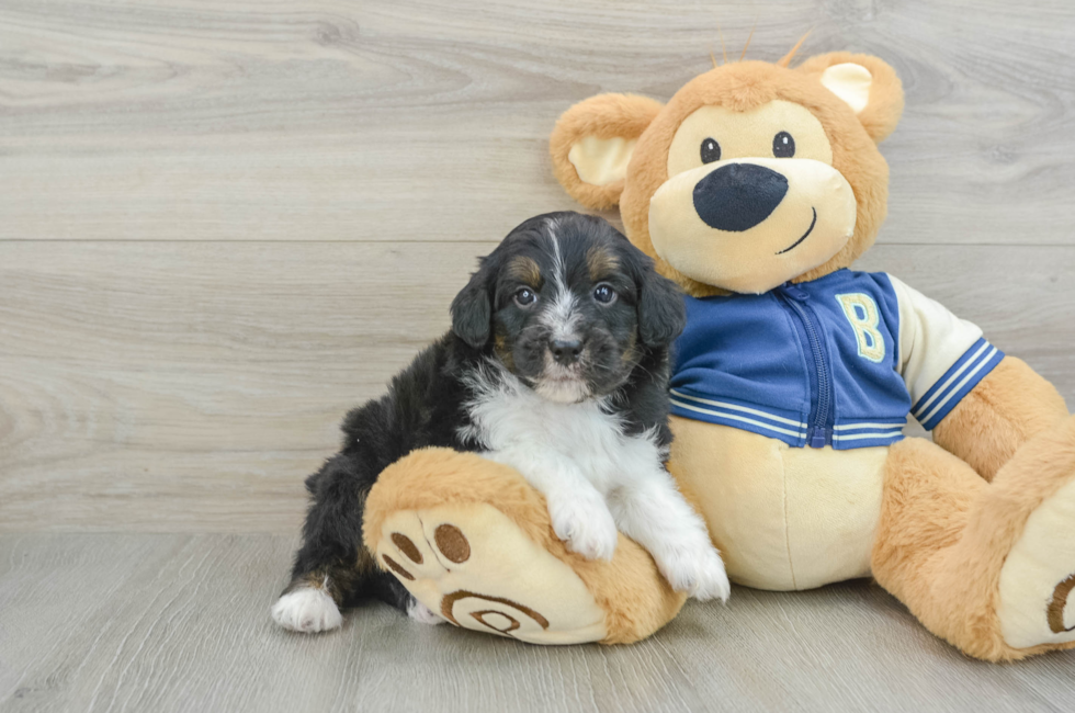 6 week old Mini Aussiedoodle Puppy For Sale - Seaside Pups