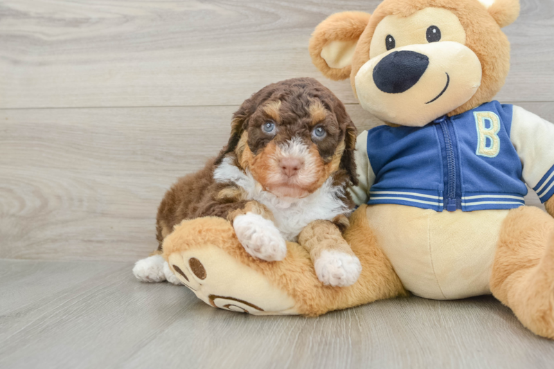 Meet Malone - our Mini Aussiedoodle Puppy Photo 1/3 - Seaside Pups