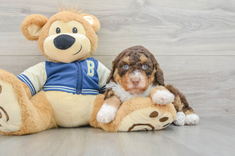 Meet Malone - our Mini Aussiedoodle Puppy Photo 3/3 - Seaside Pups