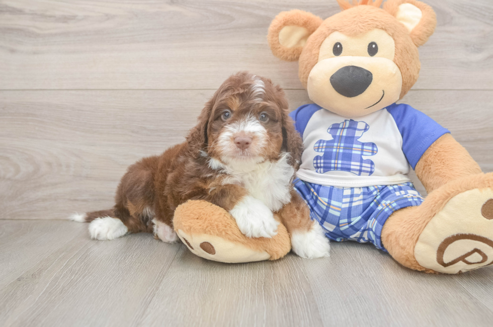 6 week old Mini Aussiedoodle Puppy For Sale - Seaside Pups