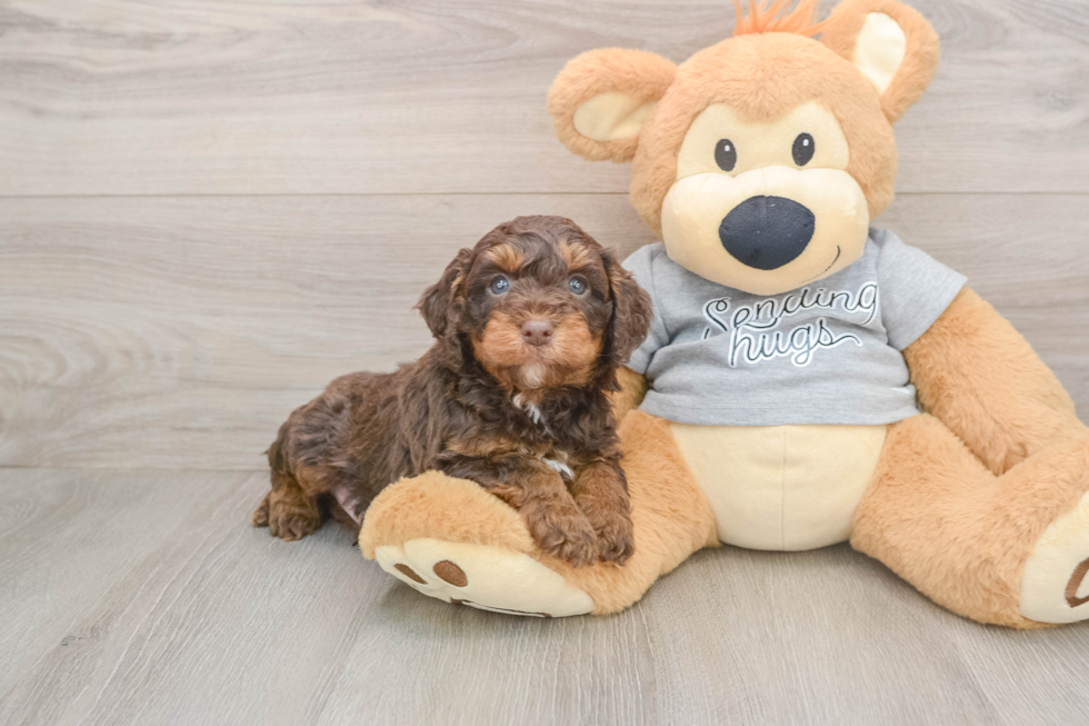 Friendly Mini Aussiedoodle Baby