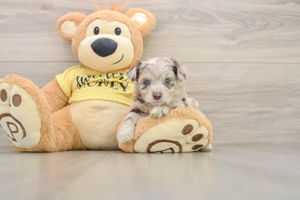Mini Aussiedoodle Pup Being Cute