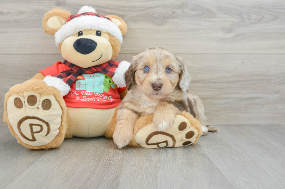 6 week old Mini Aussiedoodle Puppy For Sale - Seaside Pups