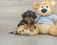 8 week old Mini Aussiedoodle Puppy For Sale - Seaside Pups