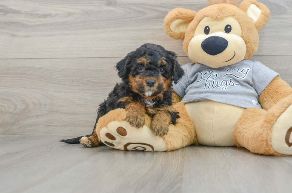 4 week old Mini Aussiedoodle Puppy For Sale - Seaside Pups