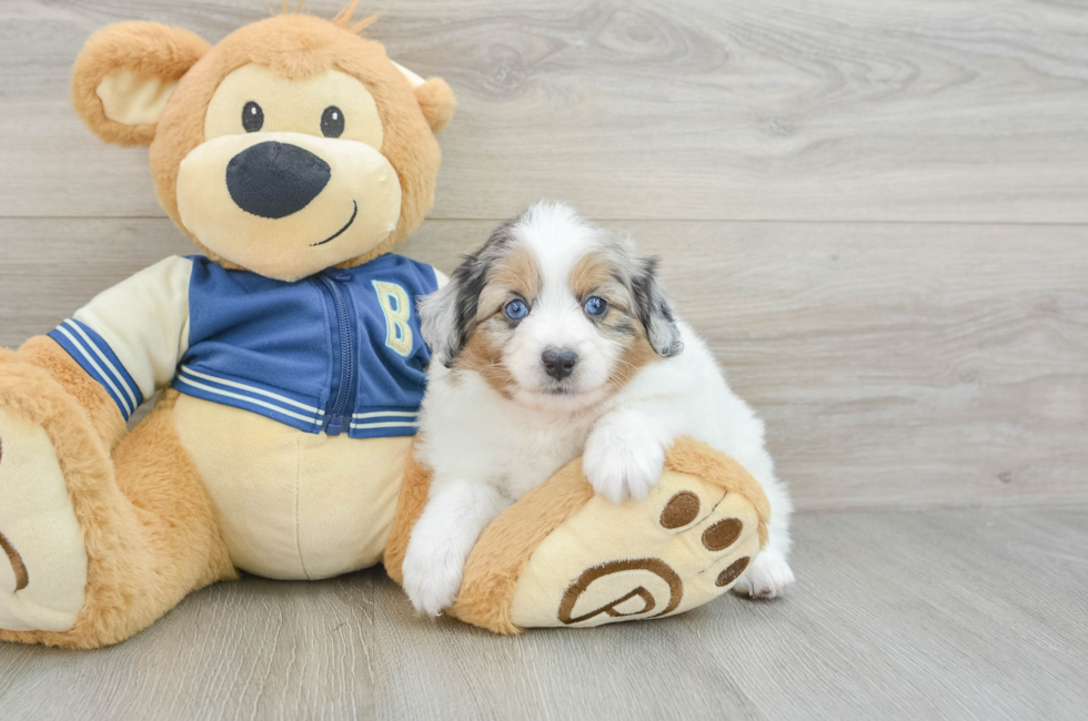 6 week old Mini Aussiedoodle Puppy For Sale - Seaside Pups