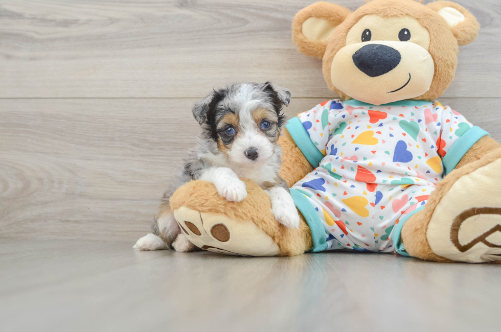 5 week old Mini Aussiedoodle Puppy For Sale - Seaside Pups