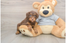 Little Mini Aussiepoo Poodle Mix Puppy