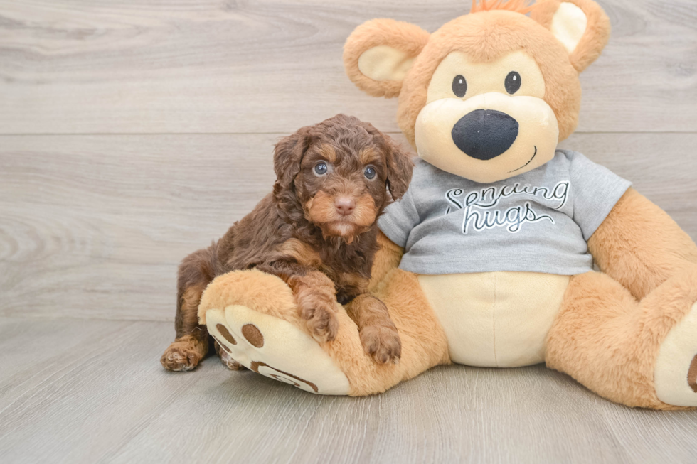 Little Mini Aussiepoo Poodle Mix Puppy