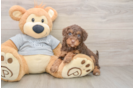 Best Mini Aussiedoodle Baby