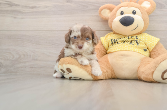 Best Mini Aussiedoodle Baby