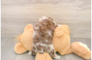 Mini Aussiedoodle Puppy for Adoption