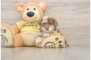 Adorable Aussiepoo Poodle Mix Puppy